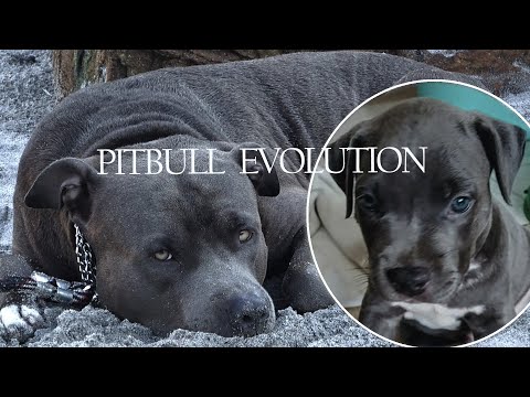 Brazilian pitbull evolution from 2 months to 2 years