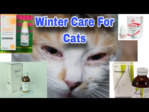 Cat Eye Infection Treatment | Cat Cold Problems | Sneezing Treatment Of Cats | Cat Flu Treatment