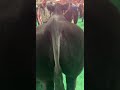 Beautifully Groomed Steer || ViralHog
