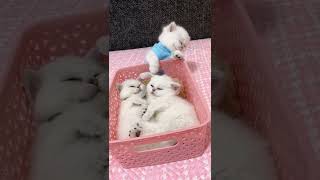 ? Lovely Dogs ??? Put a Like? #cute #cutedogs #lovely #pets #animal