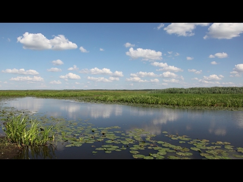 Dolina Biebrzy. Ostatnie dzikie mokradła Europy. Podróże Bliskie Naturze.