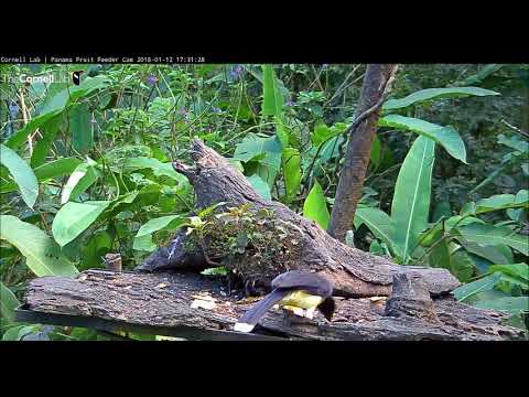 Black-chested Jay - Panama Fruit Feeder   17 31     Video 2018 01 12 173855