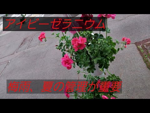 アイビーゼラニウム（Pelargonium peltatum）の挿し木はいつ、どのように行うのですか？チュートリアルとビデオ  庭園