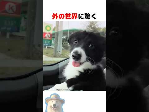 外の世界に驚く保護犬