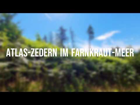 Atlas-Zedern im Farnkraut-Meer