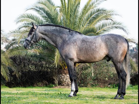 TUQUI · Lovely 5 years old PRE Schooling level 2/3rd DRESSAGE · Piro Free