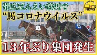 [問卦] 出大事！北海道鬧馬瘟！