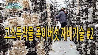 고소득작물 목이버섯 재배 시설하우스재배 귀농작물 재배비용 수익 목이버섯 기능성[시골농부 천하대감]
