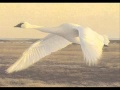 Flight of the Swan   Prem Joshua