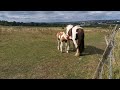 Foal Drinks Milk From Mare