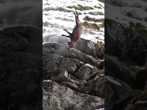 Himalayan Ibex 😟..#himalayan #ibex #karakoramwondeviralpost2024 #gilgitbaltistanadventure