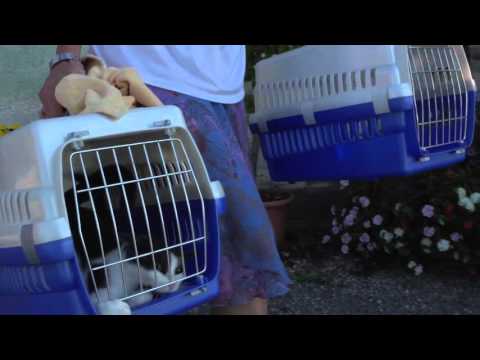 Ein Vormittag für den Tierschutz