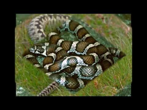 MUŽ DAL JMÉNA VŠEM ZVÍŘATŮM-MAN GAVE NAME TO ALL THE ANIMALS