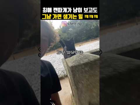 잘 챙겨주던 길냥이를 그냥 지나치면 어떻게 될까?#고양이 #길냥이