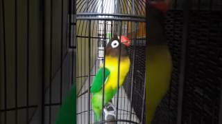 Download lagu Dakori milik bos pancong (INGGIH DUDI) mp3