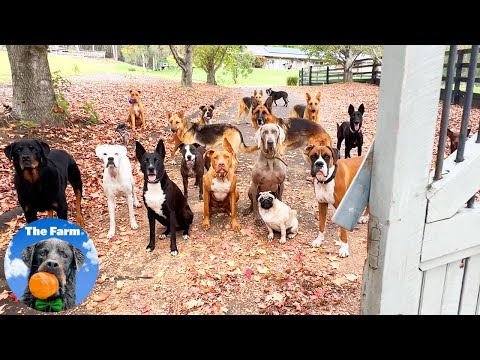 Veteran and His Trained Pack of Rescue Dogs | Farm Family Simple Life | Happy Dog Videos