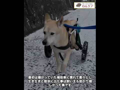 犬用車椅子の体験談　ミックス犬アルタ君