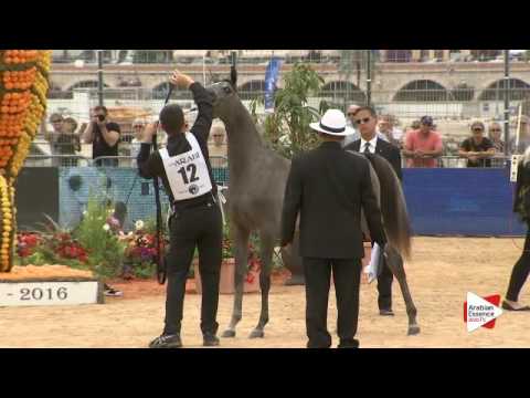 N.12 D AJAYEB - Menton 2016 - Yearling Fillies (Class 1A)