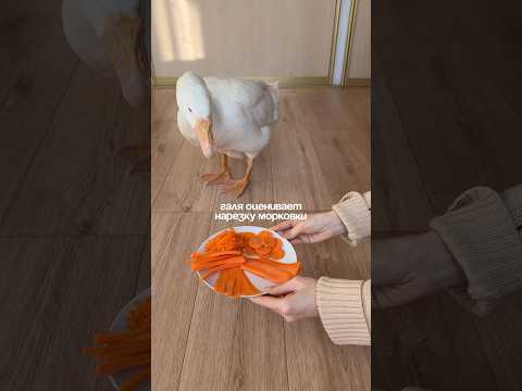 гусиная тарелка 🍽️