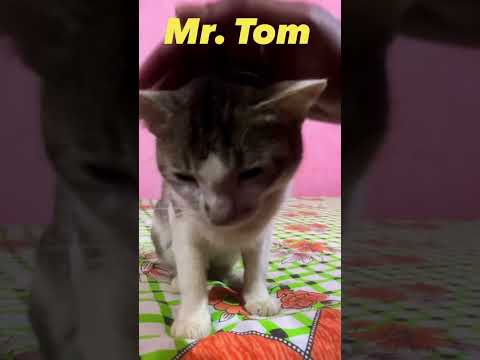 Mr. Tom #cat  #catlover  #catvideos  #cats #catlovers #catshorts #catsofinstagram #shorts