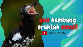 Download lagu ANIS KEMBANG NGEPLONG - NGECIS DAN NRAKTAK -cocok untuk pembangkit birahi jantan kurang birahi mp3 Download lagu ANIS KEMBANG NGEPLONG - NGECIS DAN NRAKTAK -cocok untuk pembangkit birahi jantan kurang birahi mp3