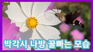 박각시 나방~이쁘고 신기해서 한컷~