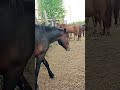 First Time Horses Meet Beautiful Bond Of Connection