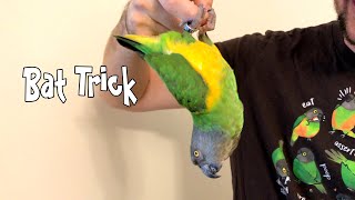 Kili Senegal Parrot - Bat Trick