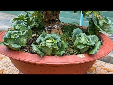 , title : 'Trồng bắp cải trong chậu mai/Growing cabbage is easy'