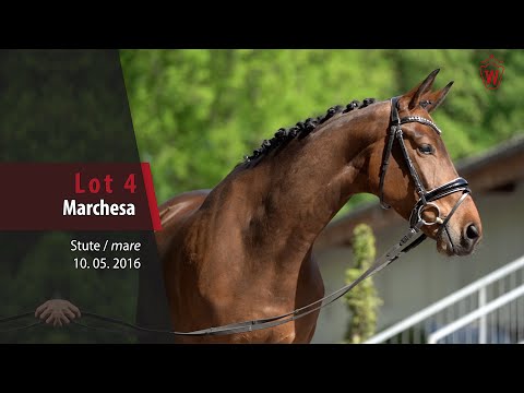 04 Marchesa Stute v. Marqués - Ehrentanz I