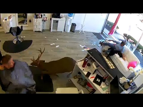 Hair salon owner describes 'crazy' moment deer smashed...