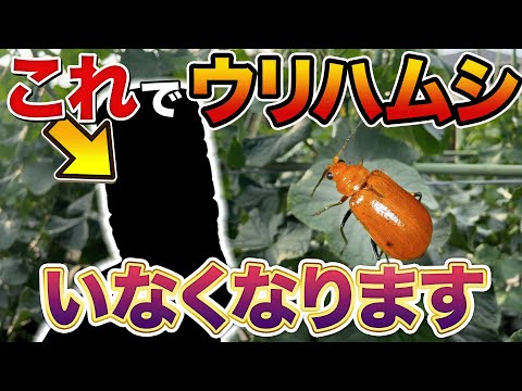 カササギを怖がらせて庭から追い出し、家畜や農作物を守る方法についてのガイドをご覧ください。  庭園