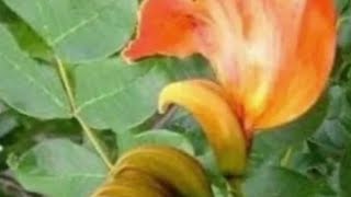 Nywe ekitundu kyekyikopo emilundi ebiri olunaku embolo ajja kuzina emana paka kuwulire bubi