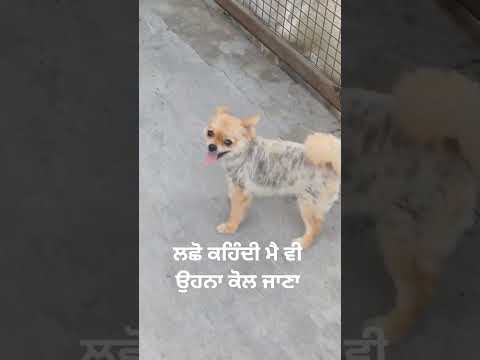 #punjabisong #punjabimusic #newsong #cute#smalldog