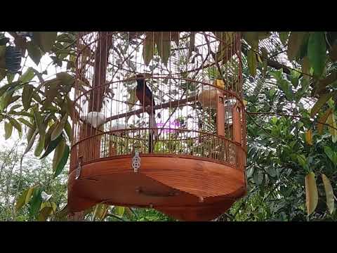 Šáma bielochrbtá (Copsychus malabaricus) — starostlivosť, voliéra a kŕmenie