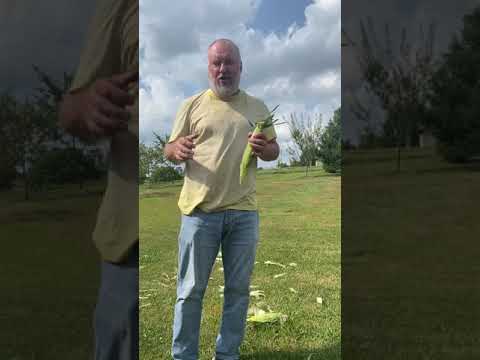 Corn shuckin, removing shucks and silks from corn in two seconds