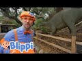 Blippi Explores A Dinosaur Exhibit At The Natural History Museum Blippi Fun Cartoons For Kids