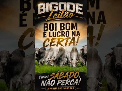 LEILÃO DE GADO DE CORTE - BIGODE LEILÕES CAMPINAÇU - GO - 08/08/2026