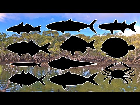 All Channel Records as of December 2025