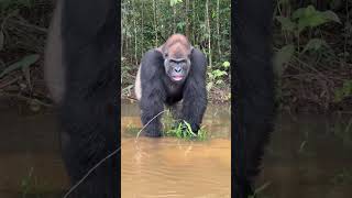 Download lagu Tourist Has Extremely Close Encounter With A Silverback Gorilla 😱 mp3