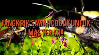 Download lagu MASTERAN jangkrik sawah dengan jeda!! mp3 Download lagu MASTERAN jangkrik sawah dengan jeda!! mp3