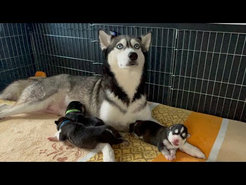 Seven days old, march 14, 2023