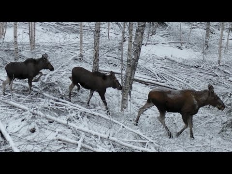 Moose cow with calves - Elg ku med kalver - Gjøvik - Innlandet - Norway 🇳🇴 Norge - Drone - 4K