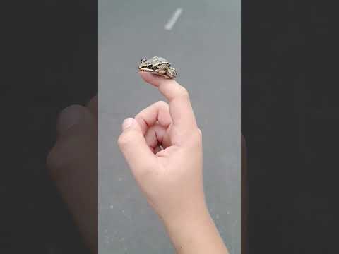 moja żabka fredek🐸