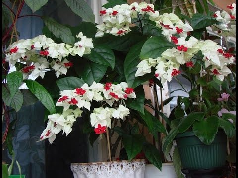 download lagu mp3 mp4 Clerodendrum Thomsoniae Variegata, download lagu Clerodendrum Thomsoniae Variegata gratis, unduh video klip Clerodendrum Thomsoniae Variegata