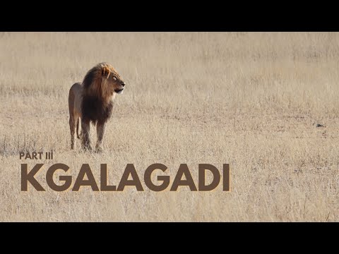 Part 4 | Mata Mata | Kgalagadi Transfrontier Park | Vet Students on Safari | South Africa