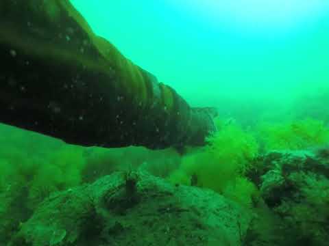 download lagu mp3 mp4 Are There Scallops In Washington State, download lagu Are There Scallops In Washington State gratis, unduh video klip Are There Scallops In Washington State