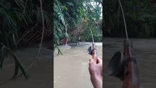 Download lagu Mantaap joran saya sampai melengkung kaya gini #mancing #mancingceria #mancingmantap #fishing #ikan mp3