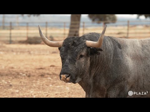 Previa Corrida de la Hispanidad