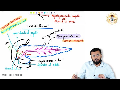 43. Erklärung der Gänge der Bauchspeicheldrüse | Pankreasanatomie für NEET PG, USMLE, FMGE & MBBS 💯